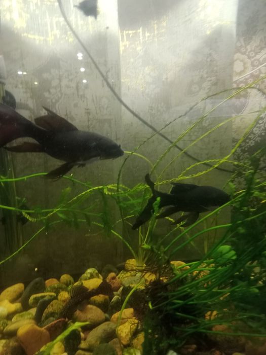 Аквариумные рыбки