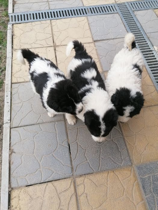 Dau spre adopție iubitorilor de animale ce se vede în poze