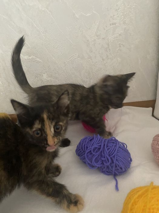 Котята мальчики и девочки
