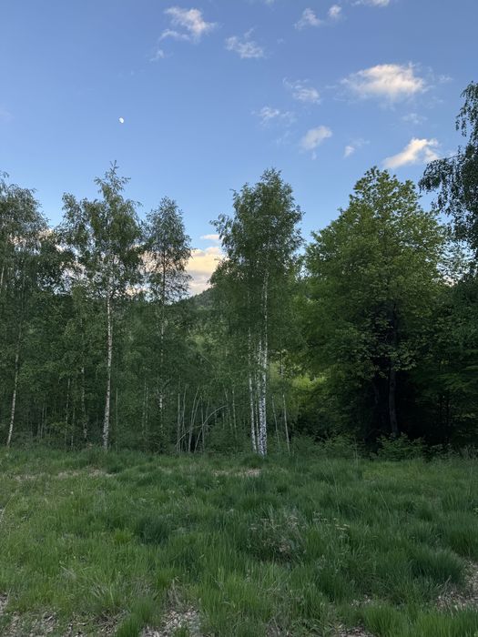 Teren de vanzare muntii  Apuseni