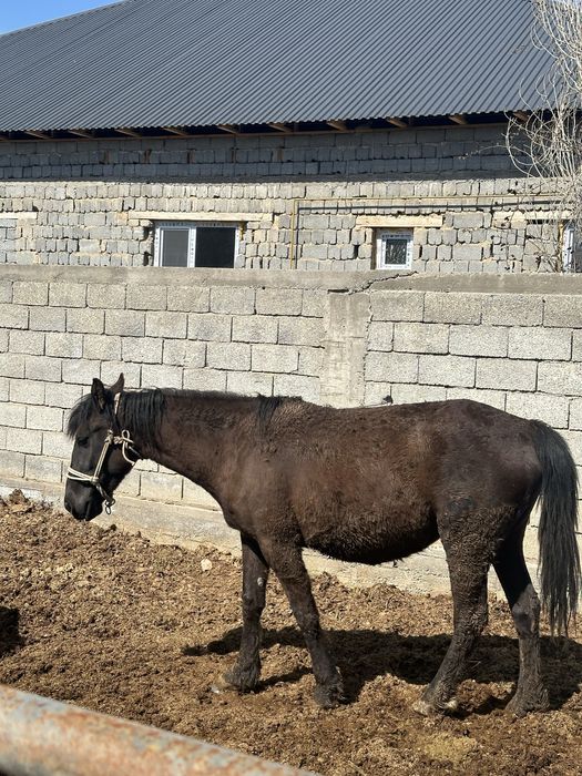 Баитал карабастау