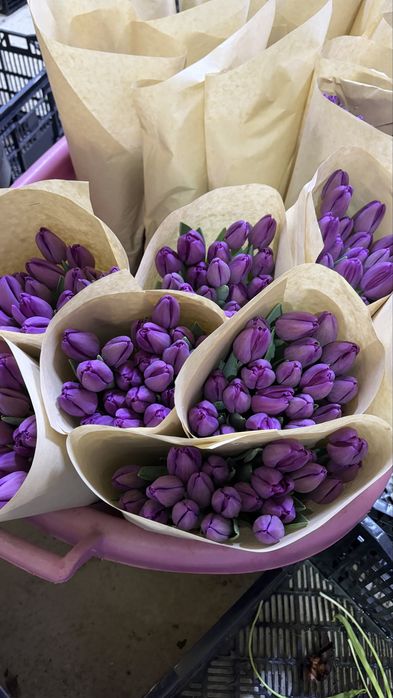 Тюльпаны предзаказ