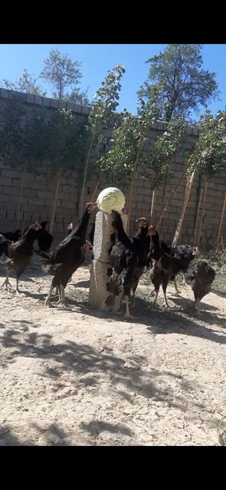 Uy qurilishi yashirin kamera porno mast