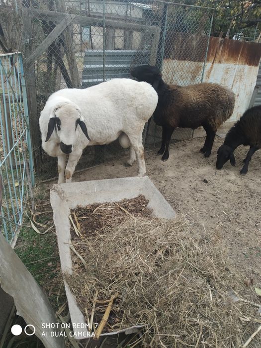 Баран арашан 1год