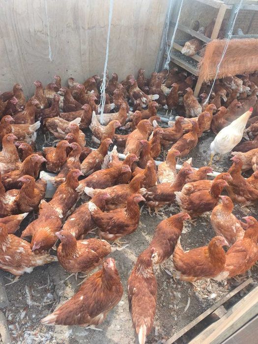 Продам курочек молодок  Ломан Браун несушки