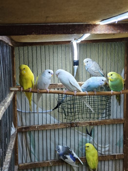 Попугай комплект