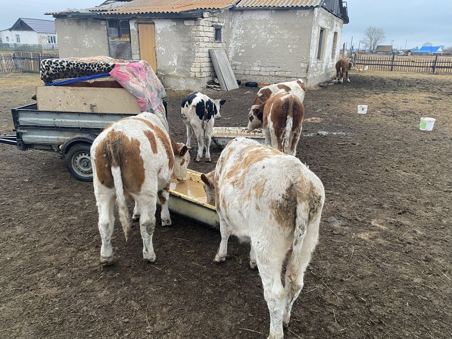 Продам бычков 22 головы