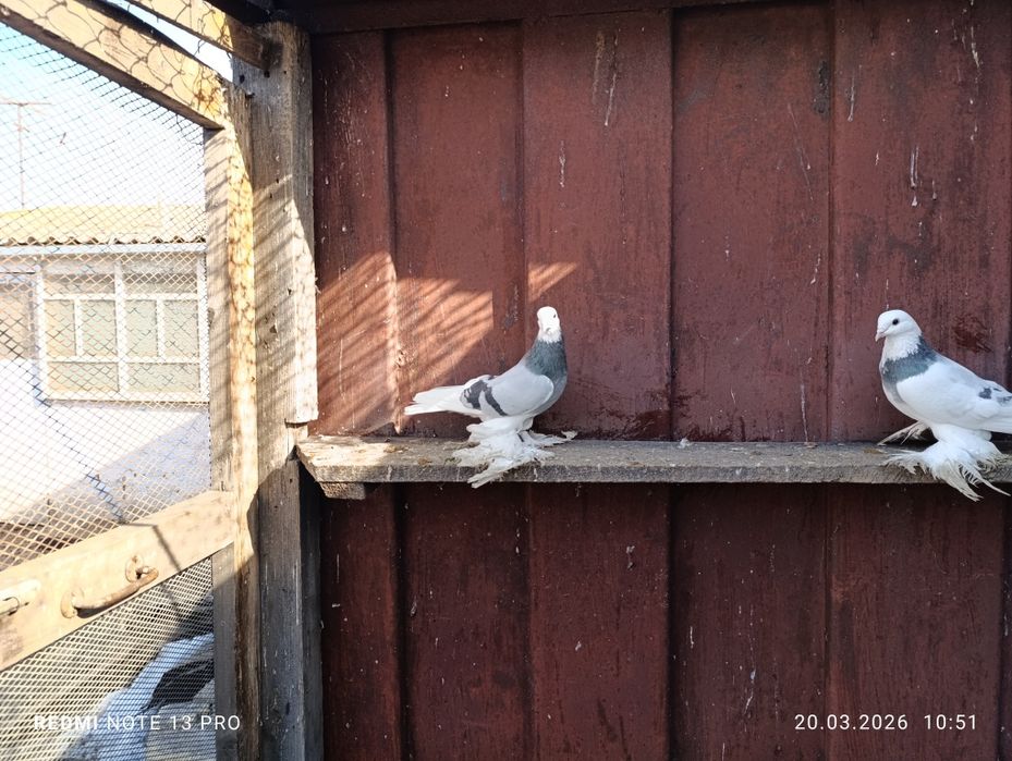 Голуби моздокские сизолысые