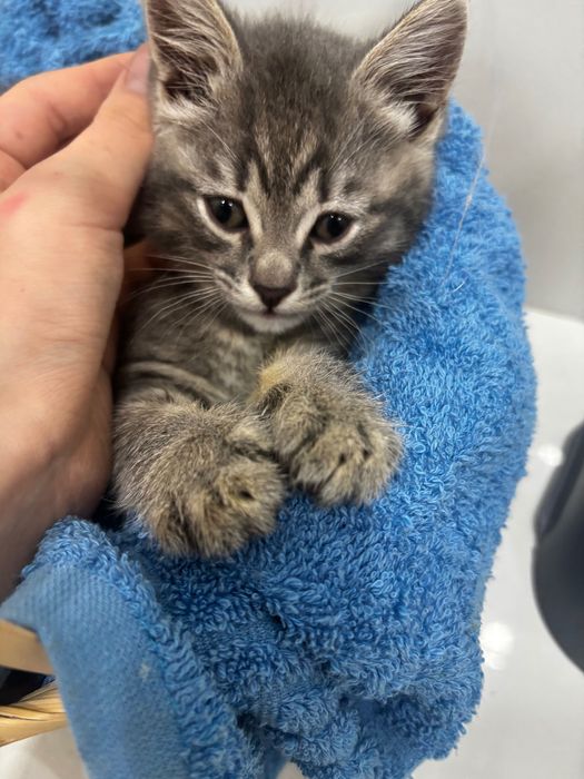 Котенок девочка 3 месяца