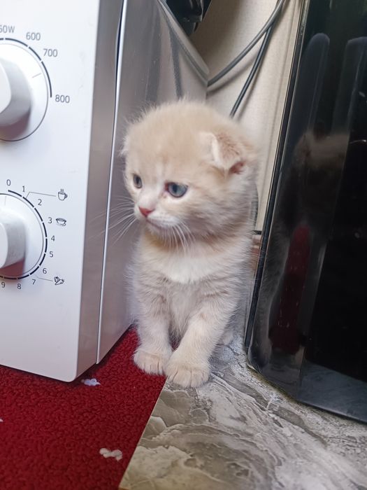 Котята веслоушки