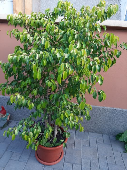 Ficus cu frunza mică