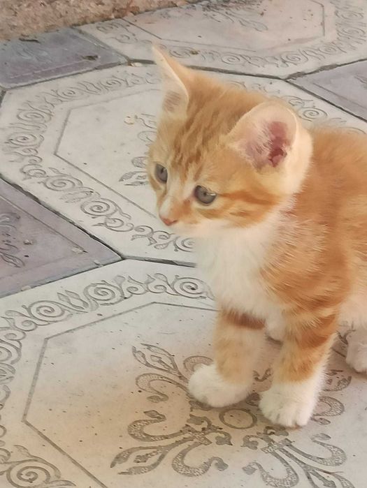 Отдадим котят в добрые руки
