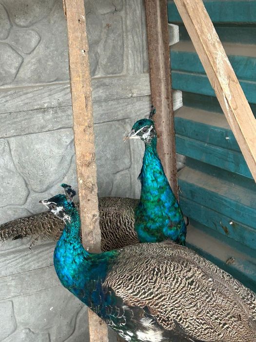 Продажа павы-павлинов