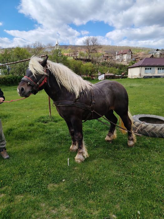 Mânjii și iapă de vânzare