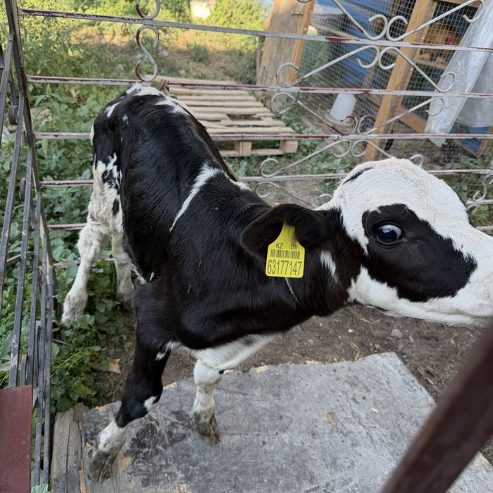 Продам теленка.