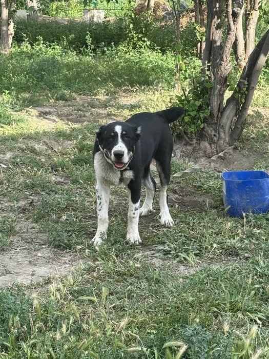 Туркман зотли ит