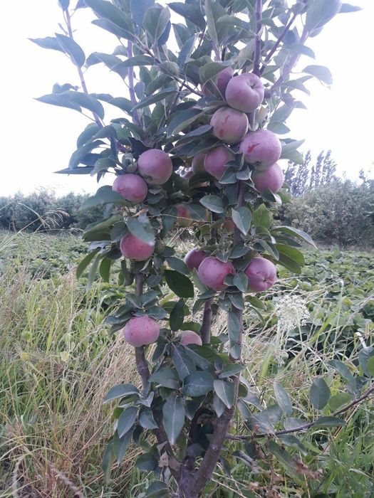 OLMA Sortlarini barchi turidan bor arginal padvoyda sogʻlom kuchatlar