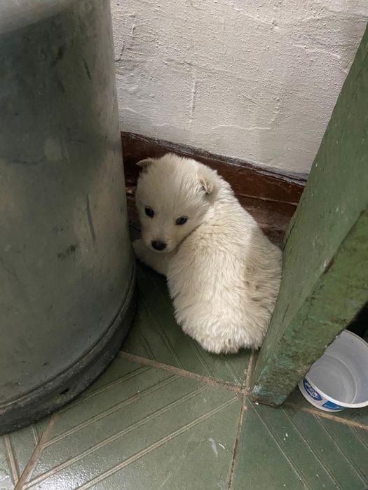 Продаётся щенок.