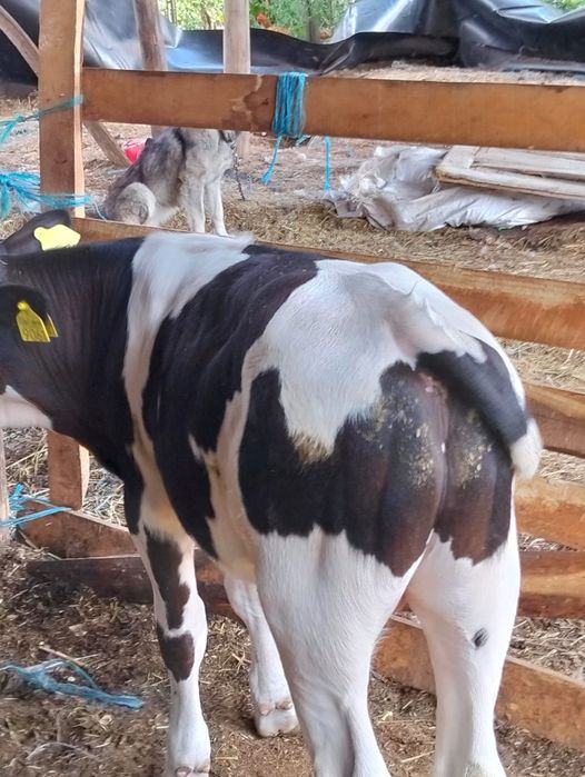 Vand tauras Holstein