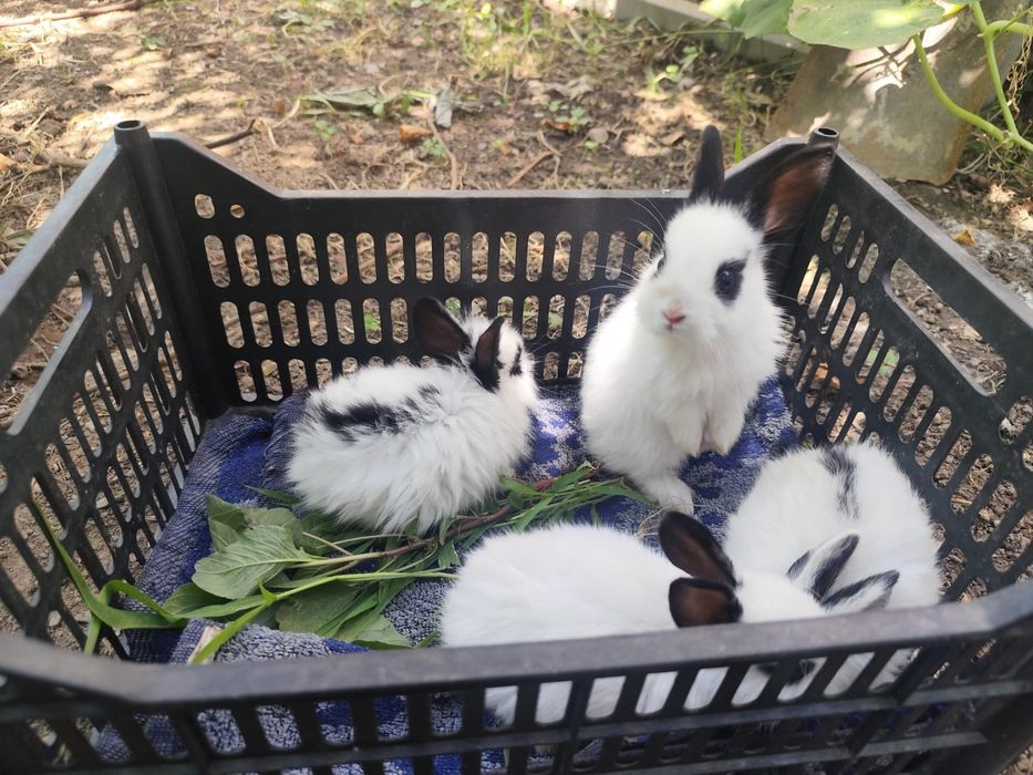 Продам крольчат декоративных