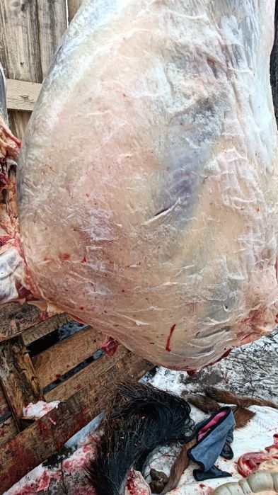 Жабағылар бар соғымға семіз