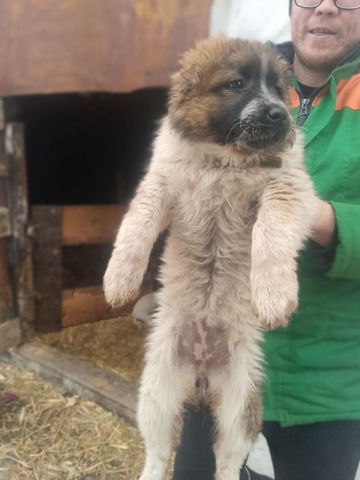 Продам щенков девочки