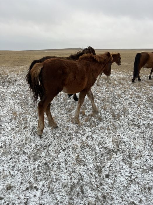 .Жабагы на согым