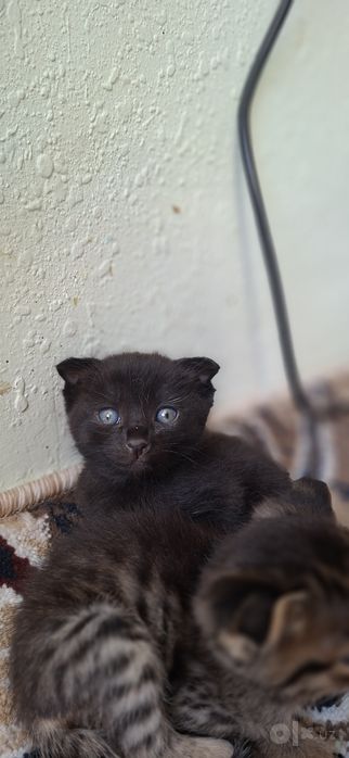 Шотландский котята