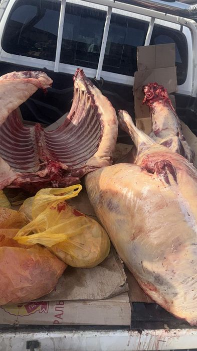 Семиз жылкы етин сатам