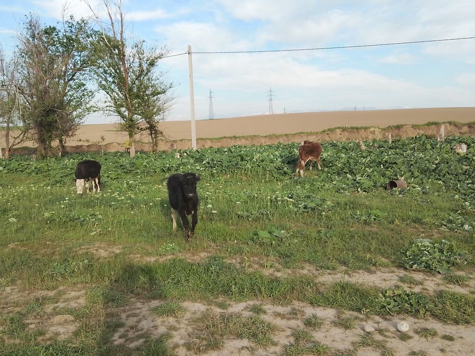 Таналар сатылады