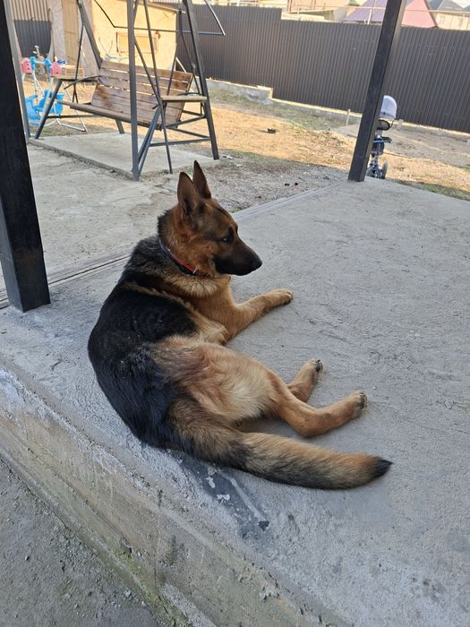 немецкая очварка