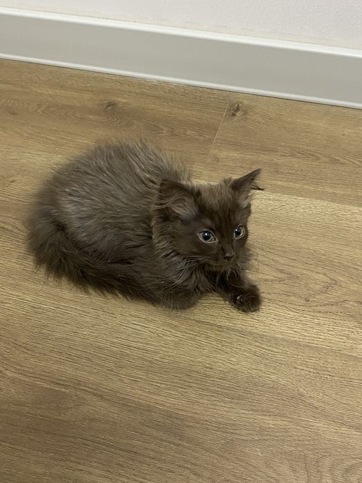 Котята, 2 кошки и 1 кот