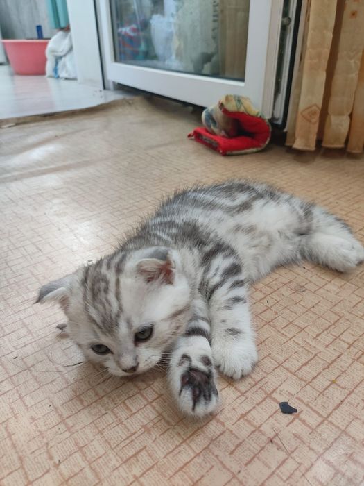 Продам катенка...