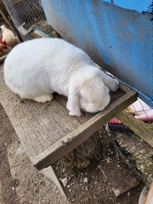 Iepure berbec german