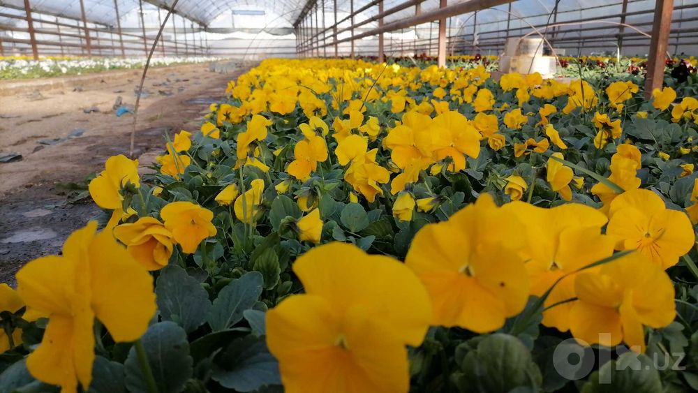 Perecheslena bor Gul flowers  veola  To'lov istalgan usulda viola
