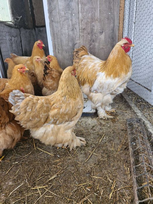 Ouă de incubat cochinchina pitic și uriaș