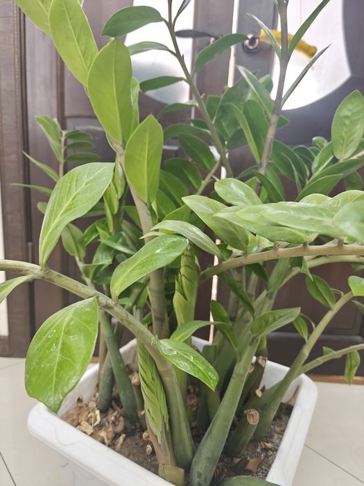 Продам долларовое дерево