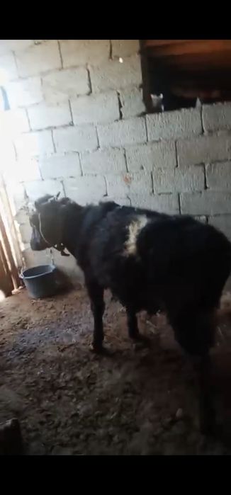 Еркек бұзау 7,8 айлық