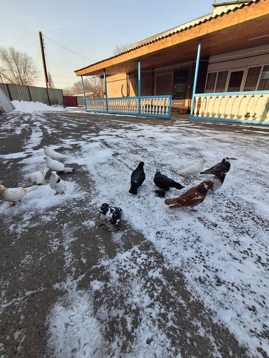 Голуби бакинцы тасманы