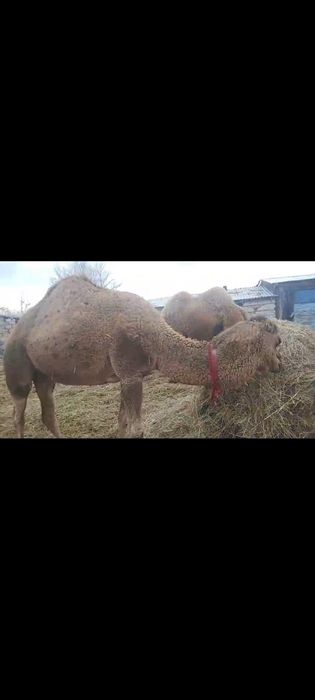 Сауын. 15 бас түйе сатылады