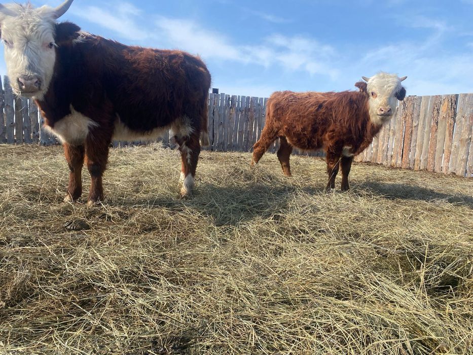 2024 бузаулары еркек ургашы