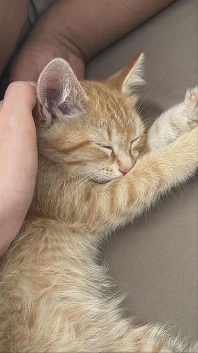 Отдадим котенка в хорошие руки