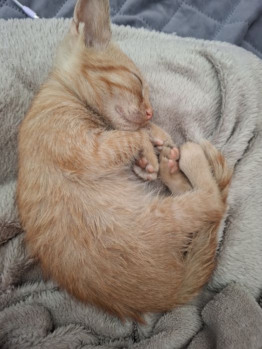 Baby Yoda Jucăuș pt adopție