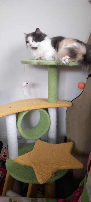 Подарявам тази красавица