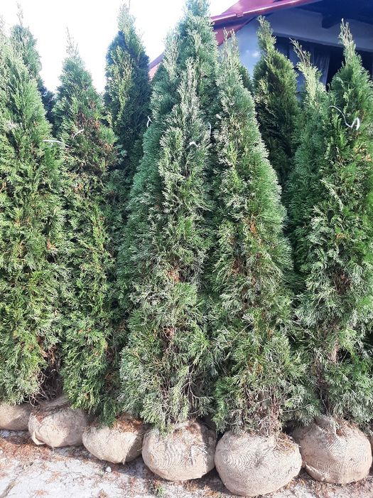 Tuia smarald,Leylandy Brazi Mesteacan Tei Platani