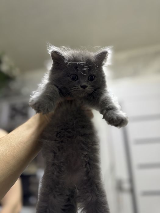 Продаются котята