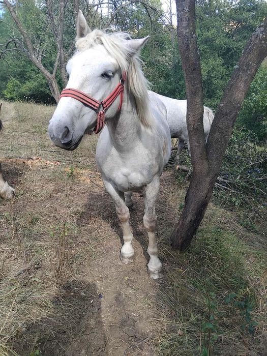 Vând mânza de 1 an