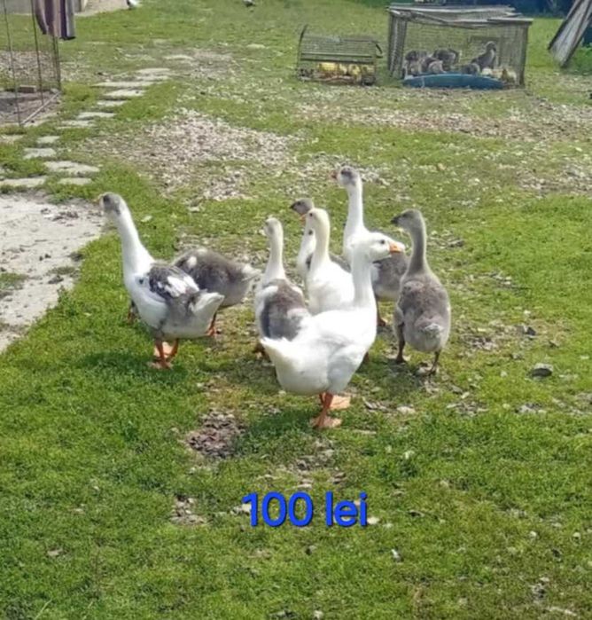 Vând boboci gâscă
