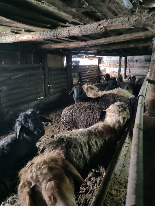 Айгыр бука қой сатылады