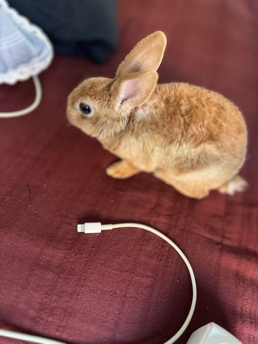 Продам кроликов декоративных